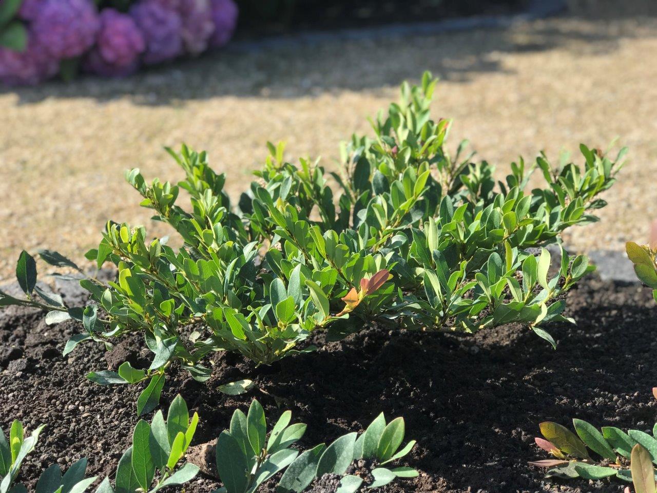 DISTYLIUM-Coppertone-12MRLb2Bdk1lP0F