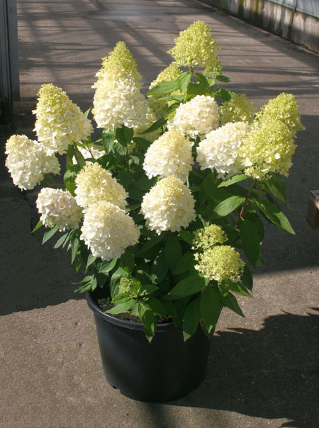 1_ret_terreau_Hydrangea-paniculata-Bokrathirteen-MAGICAL-Sweet-Summer_obt