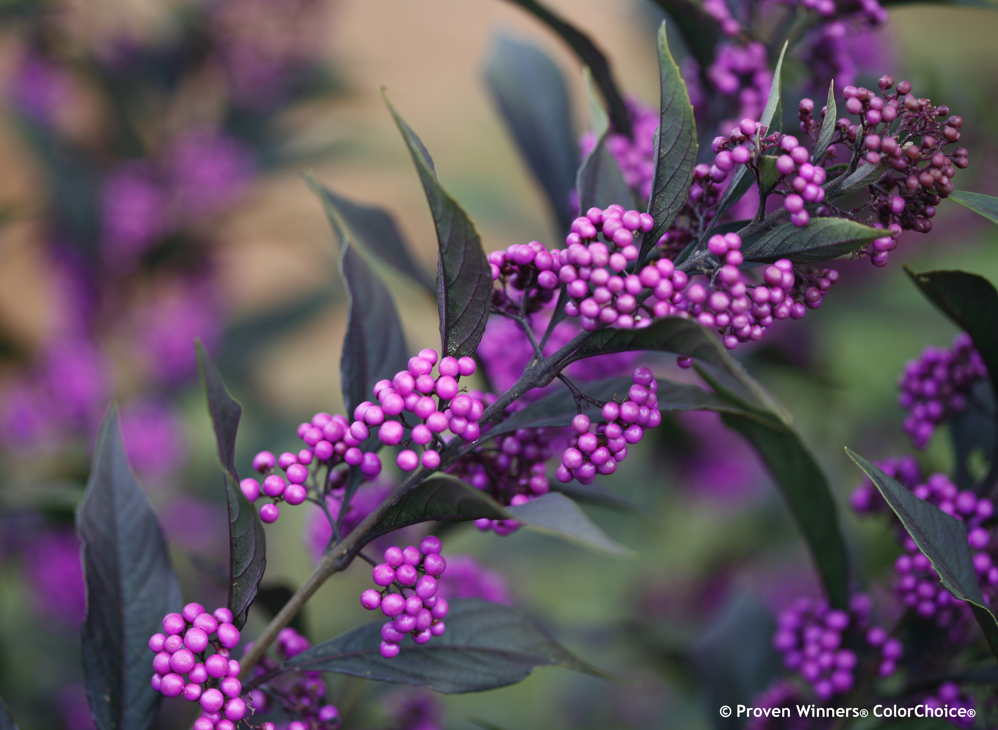 CALLICARPA X ´PearlGlam´® (´NCCX2´)Ⓢ PW®
