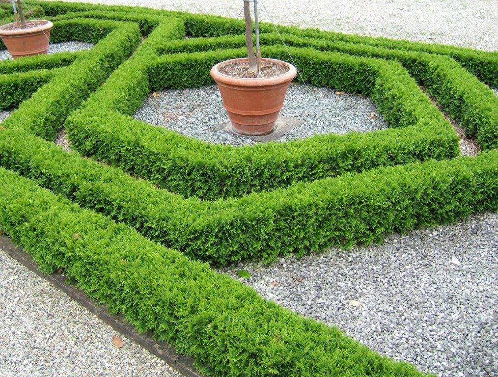 THUJA-occidentalis-Mecki-21