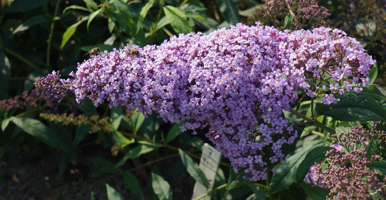 Buddleja-davidii-Gulliver-9