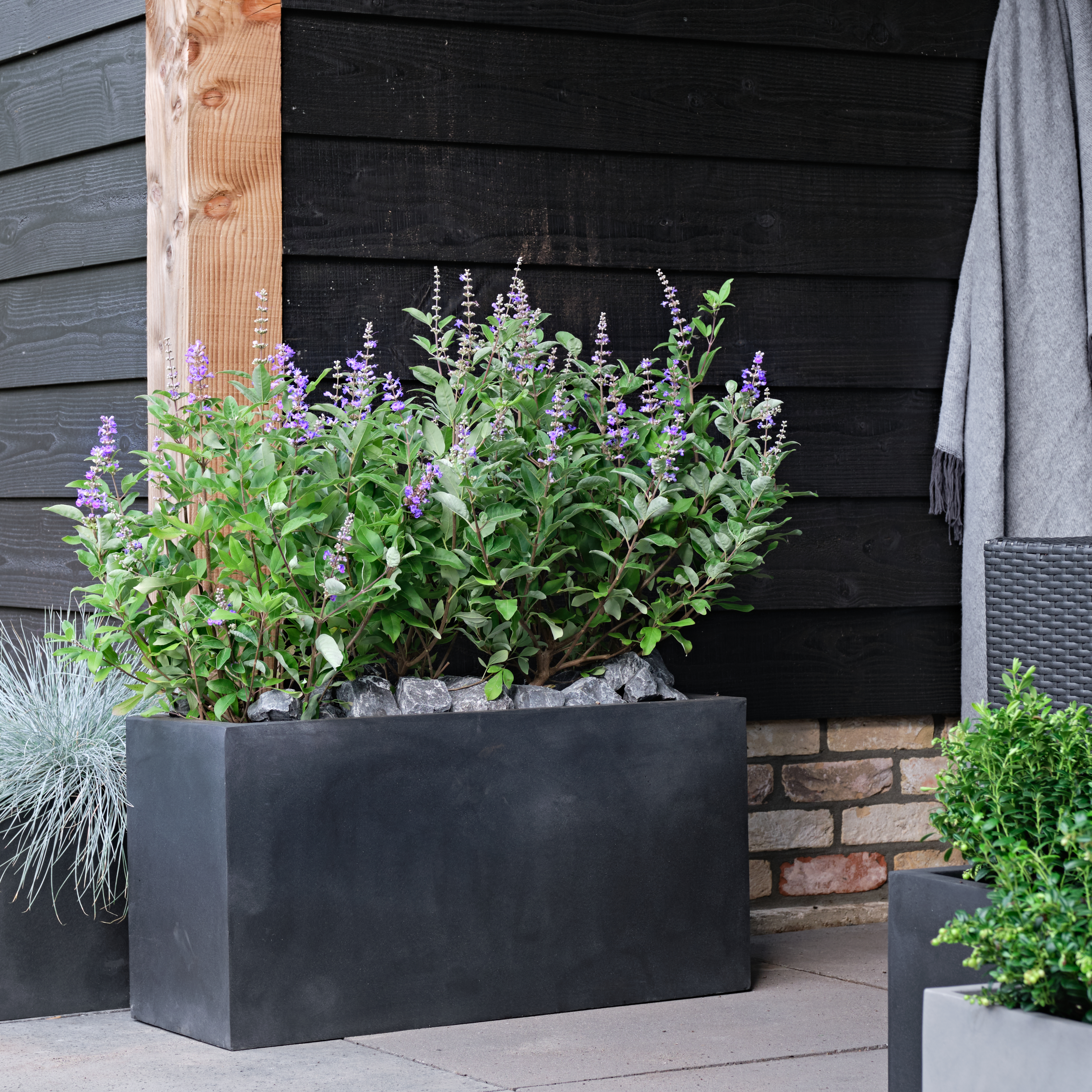 VITEX agnus-castus ´Magical® Summertime Blues´ (=´Helen Froehlich´)Ⓢ