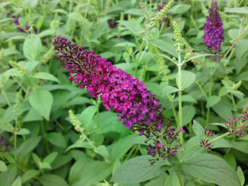 buddleja-red-chip-1