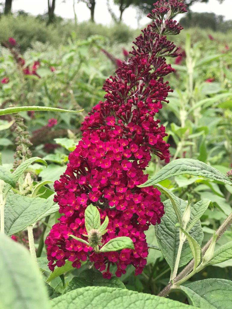 BUDDLEJA-davivii-Reve-de-Papillon-Red-CranRazz-12