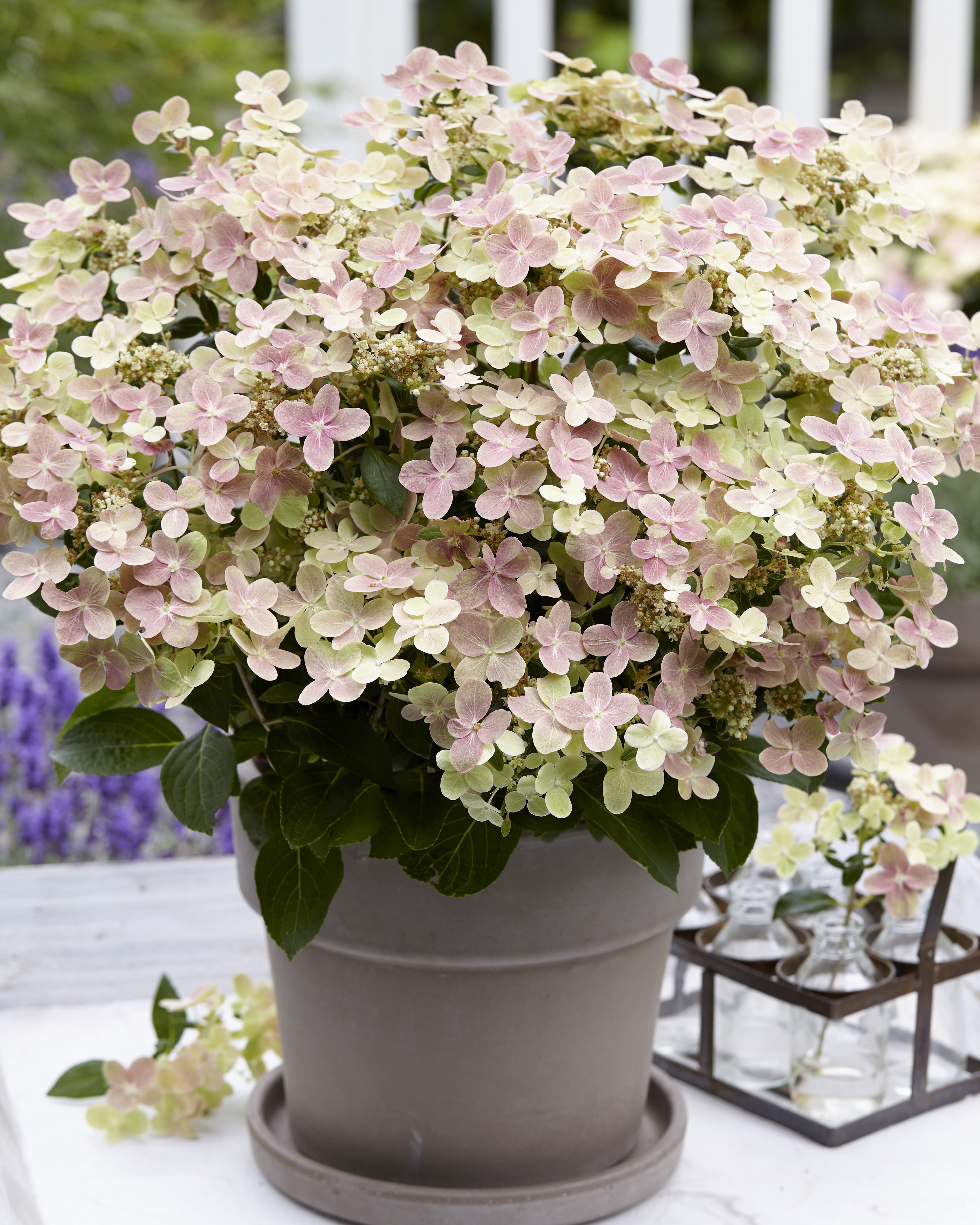 HYDRANGEA paniculata ´Polestar´® (BREG14´)Ⓢ