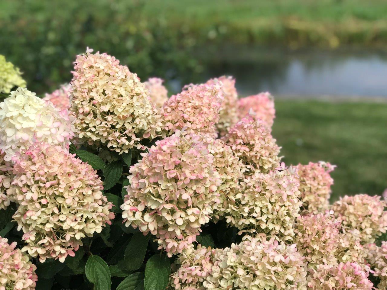 HYDRANGEA-paniculata-Pinkachu-2