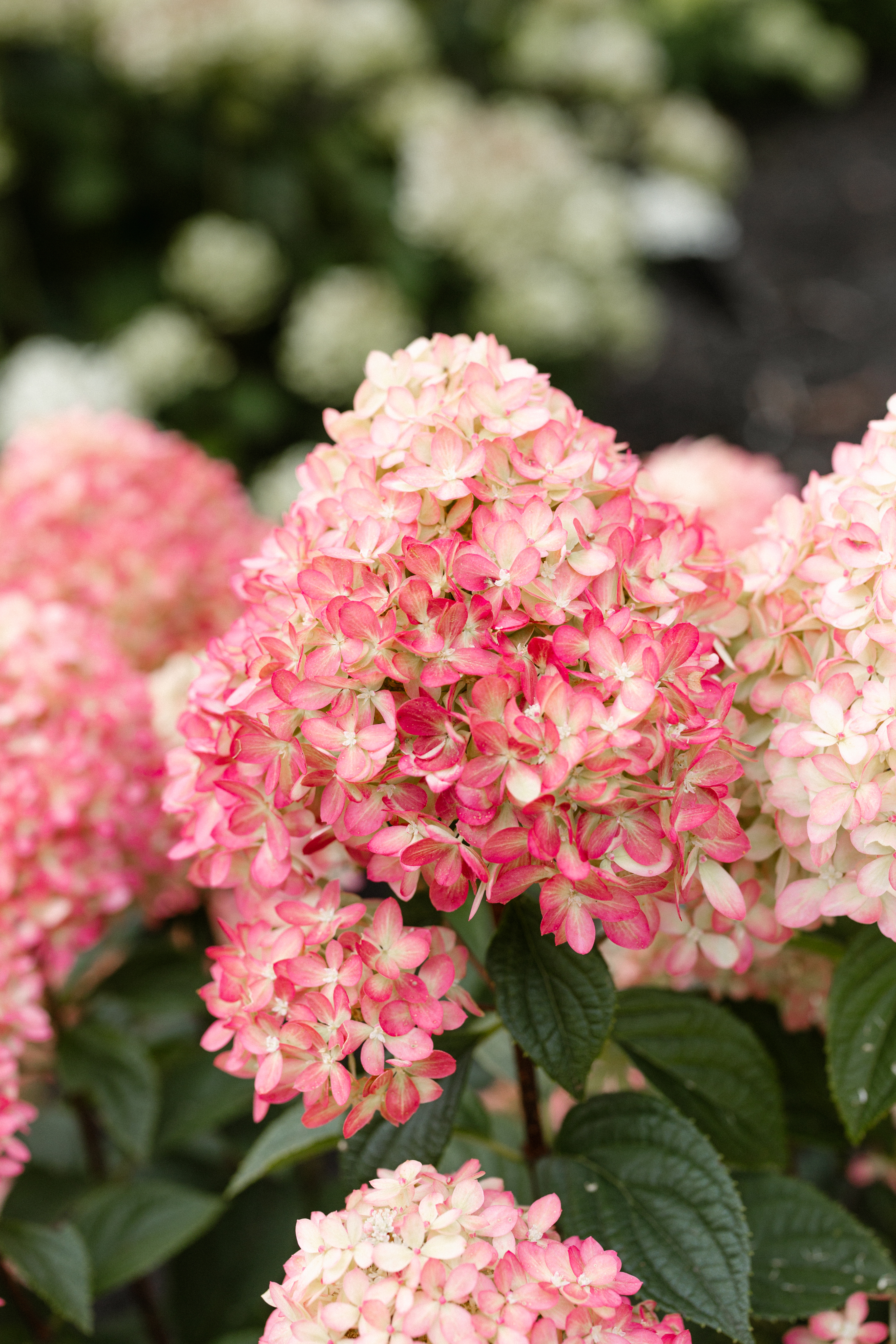 Hydrangea paniculata Living Little Love®Ⓢ
