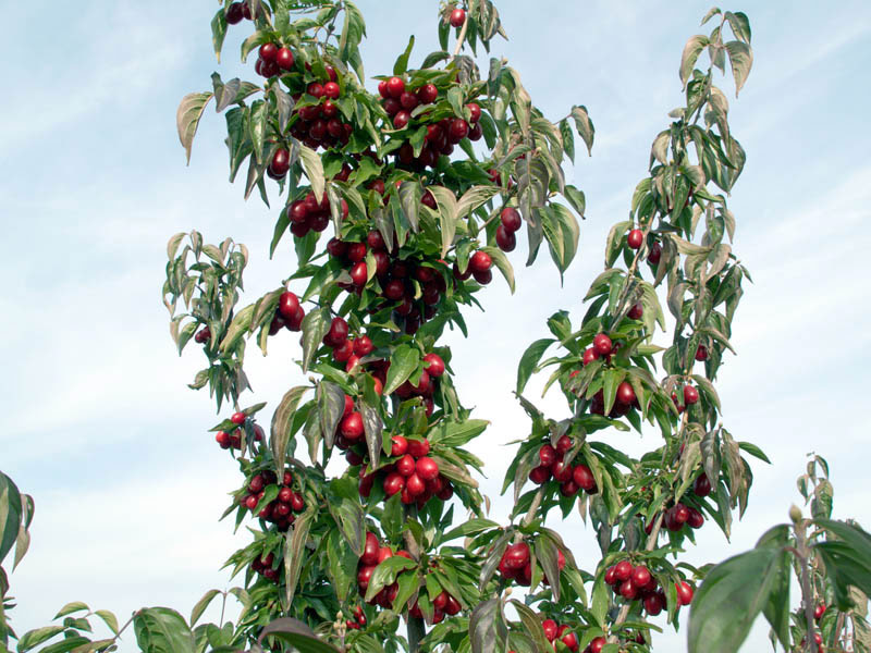 cornus-mas-jolico-3