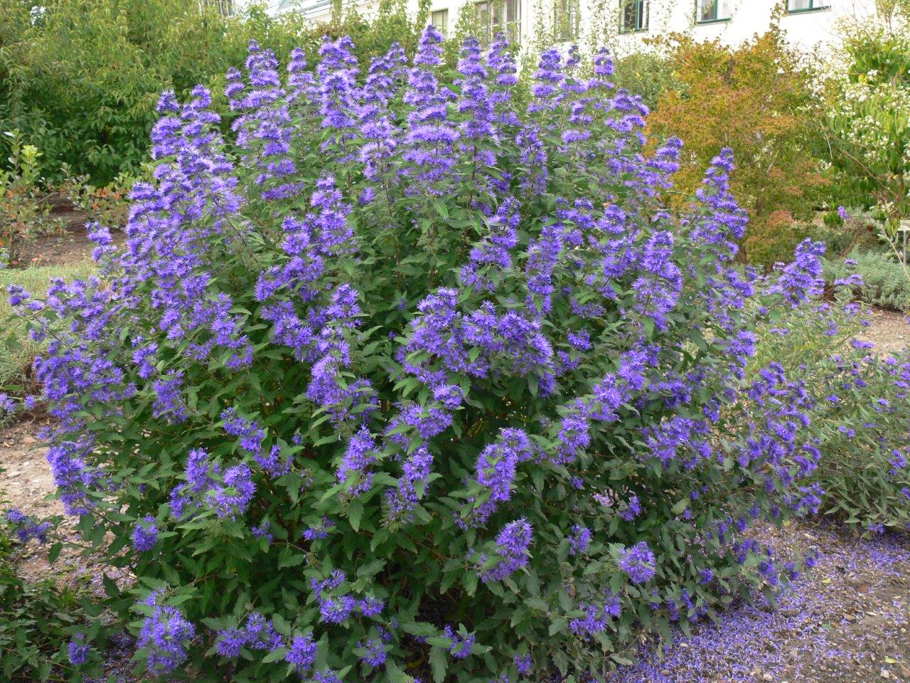 Caryopteris-Blue-Balloon-1
