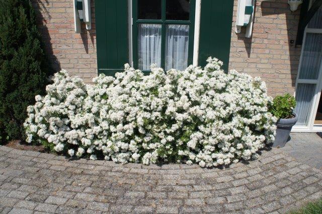 chtwhit-Choisya-White-Dazzler_Garden-2 CHOYSIA ternata ´White Dazzler´(´LONDAZ´)Ⓢ