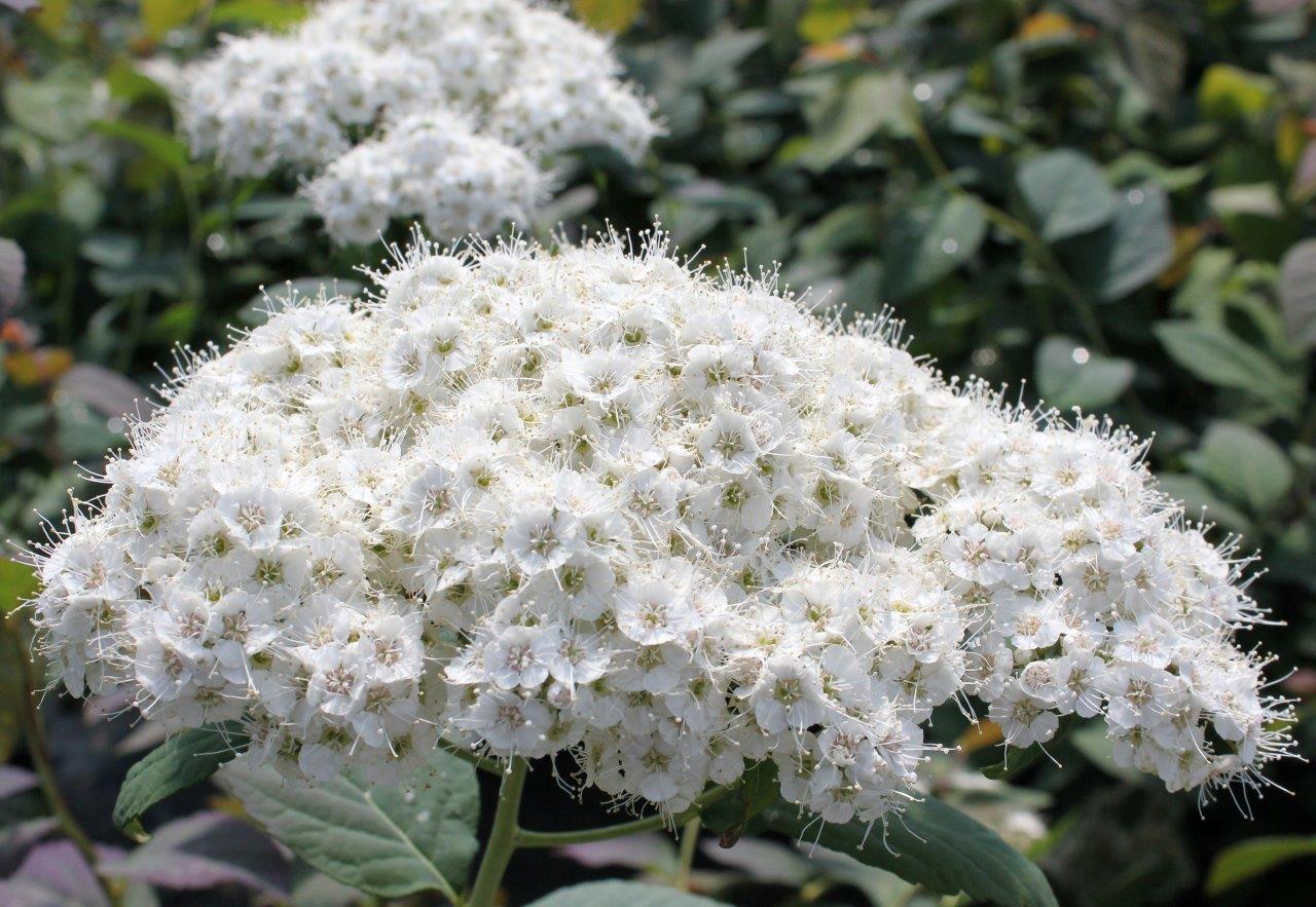 Spiraea-double_play_blue_kazoo-25bdaf2f275269