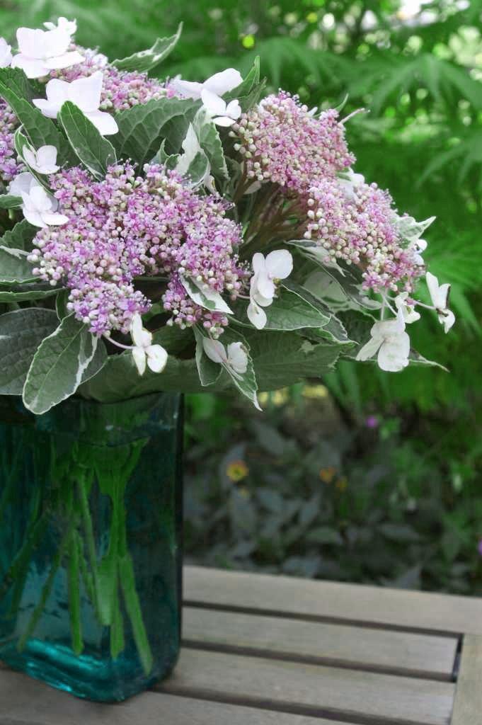 HYDRANGEA-macrophylla-Light-O-Day-2