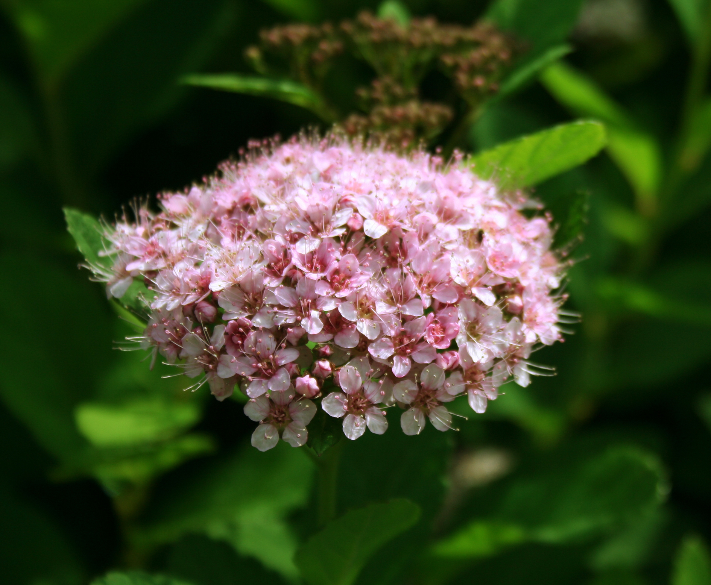 SPIRAEA betulifolia ´Pink Sparkler´® (´COURISPI1´)Ⓢ