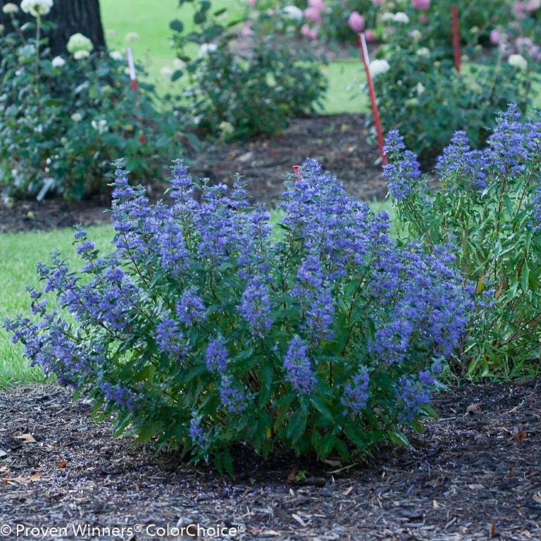 beyond_midnight_caryopteris-9