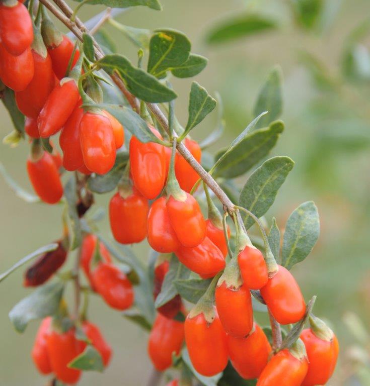 lycium-barbarum-no1-lifeberry-r-_hrm1316