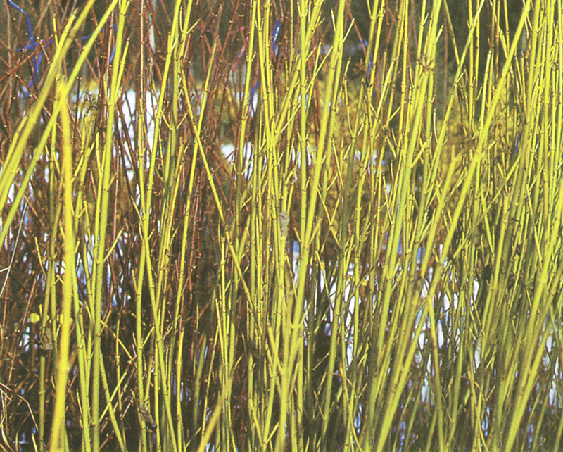 Yellow Stemmed Dogwood 