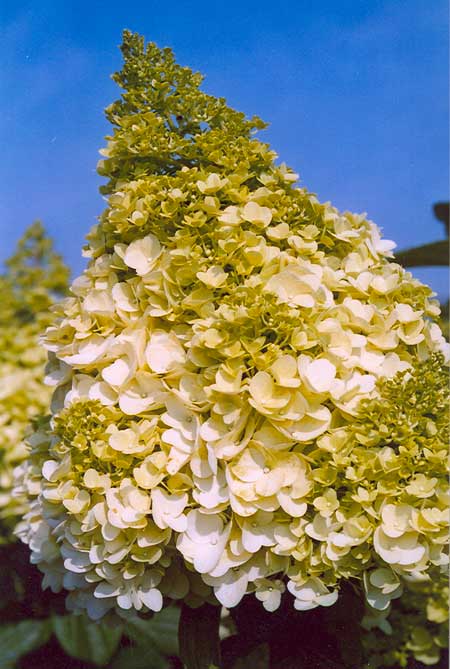 hydrangea-paniculata-magical-moonlight4