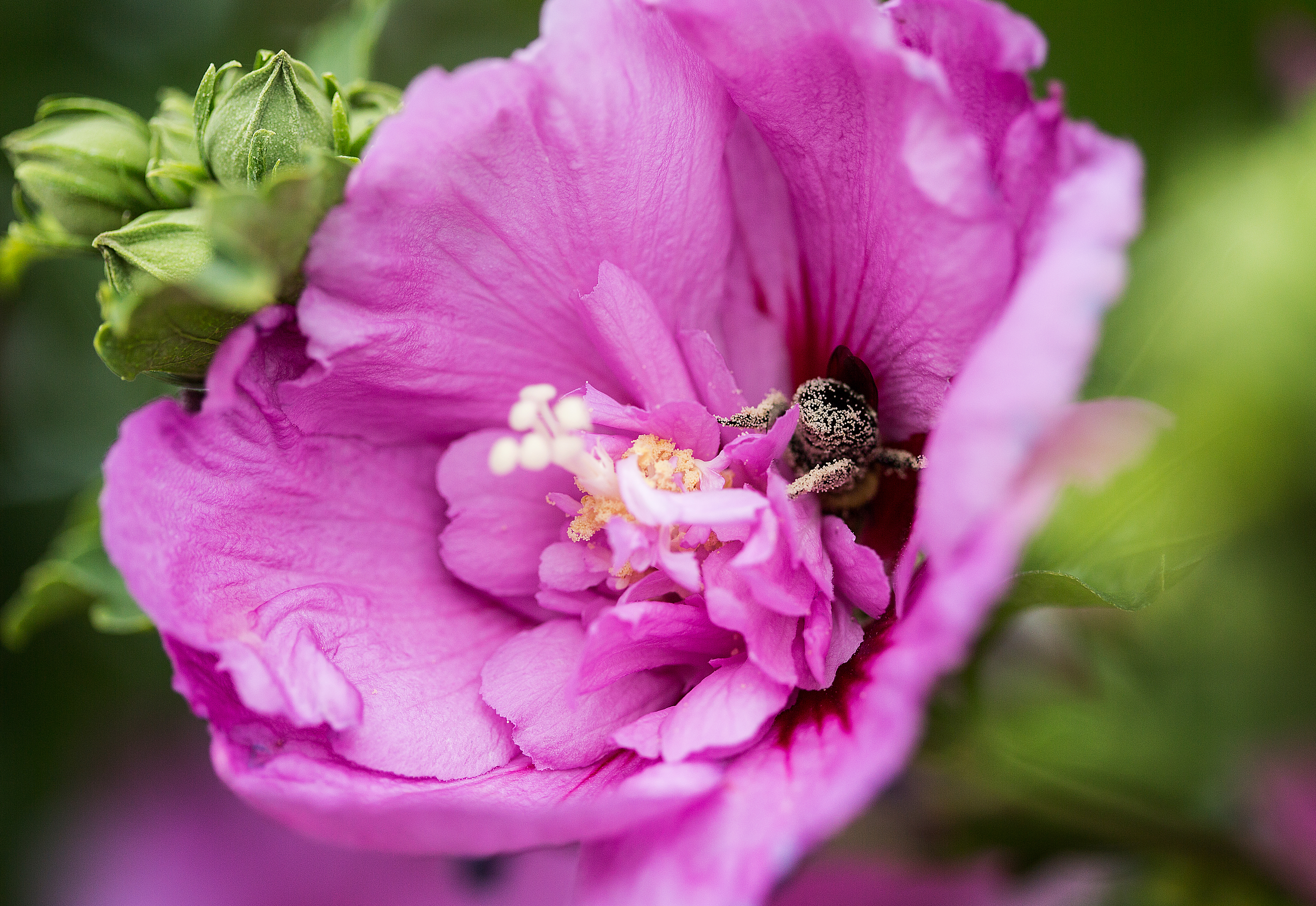 HIBISCUS syriacus ´Tahiti´® (´Mineru´)Ⓢ FE®