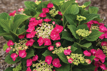 Hydrangea_Cherry_Explosion_Blooms_001-copy