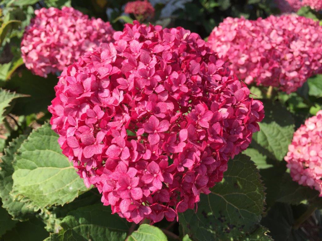 Hydrangea-arb-Bella-Ragazza-Mauvette-3