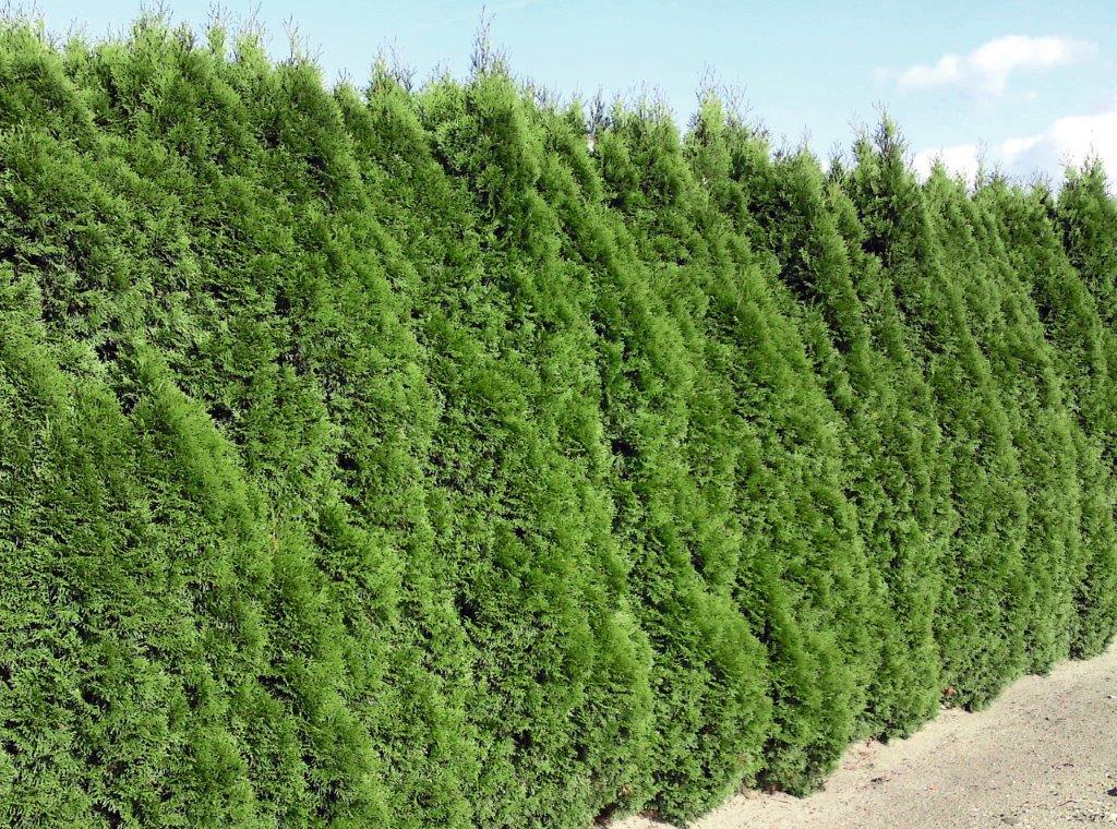 THUJA-occidentalis-Smaragd-11 THUJA occidentalis ´Smaragd´ (= ´Emeraude´)