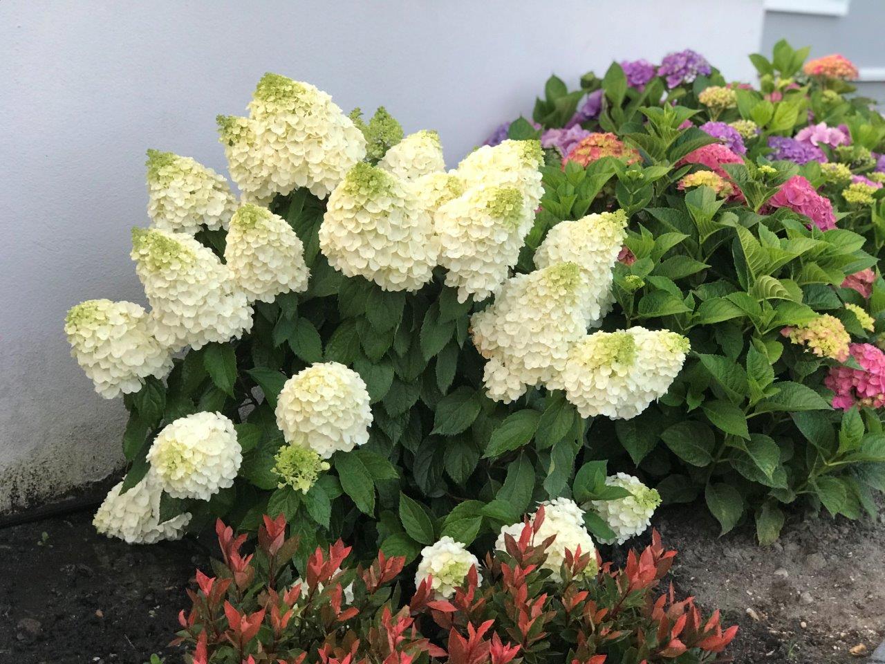 HYDRANGEA-paniculata-Magical-Mont-Blanc-32