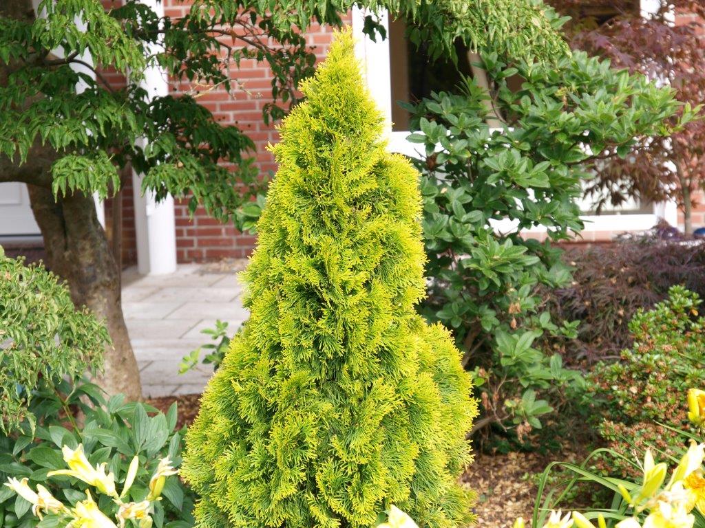 thuja-occidentalis-golden-smaragd-4