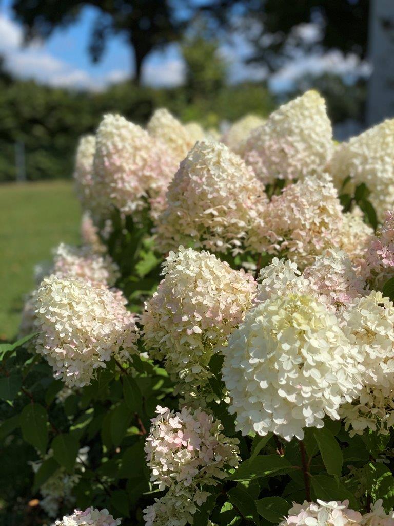 HYDRANGEA-paniculata-Pinkachu-49