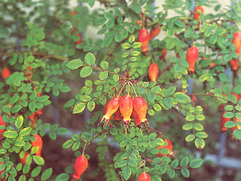 ROSA rubiginosa (= eglanteria)