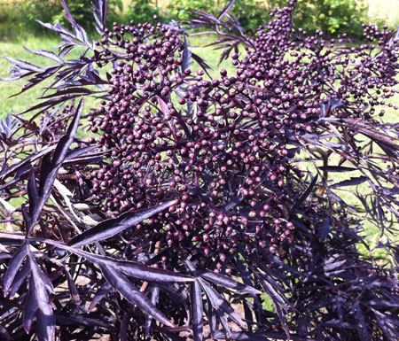 sambucus-nigra-black-lace5555ec569aedb