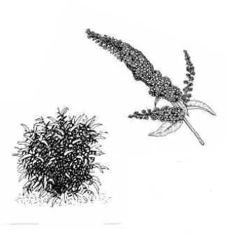 buddleja-davidii-royal-red-3543e3b1c0cee5