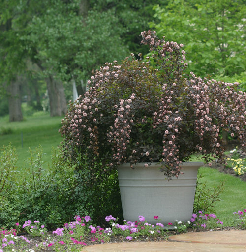 physocarpus-opulifolius-summer-wine2