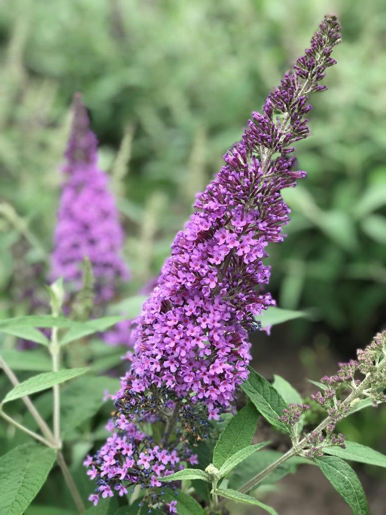 BUDDLEJA-davidii-Reve-de-Papillon-Lavender-True-Blue-12
