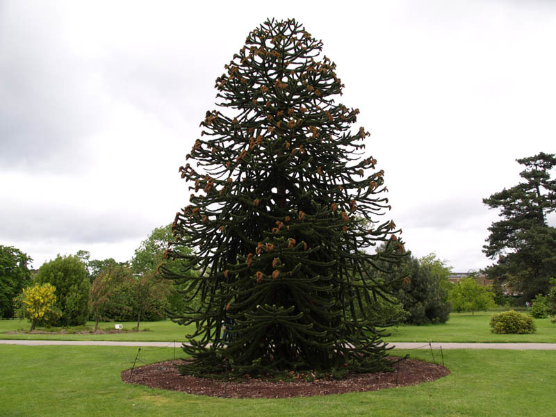 araucaria-auraucana-18