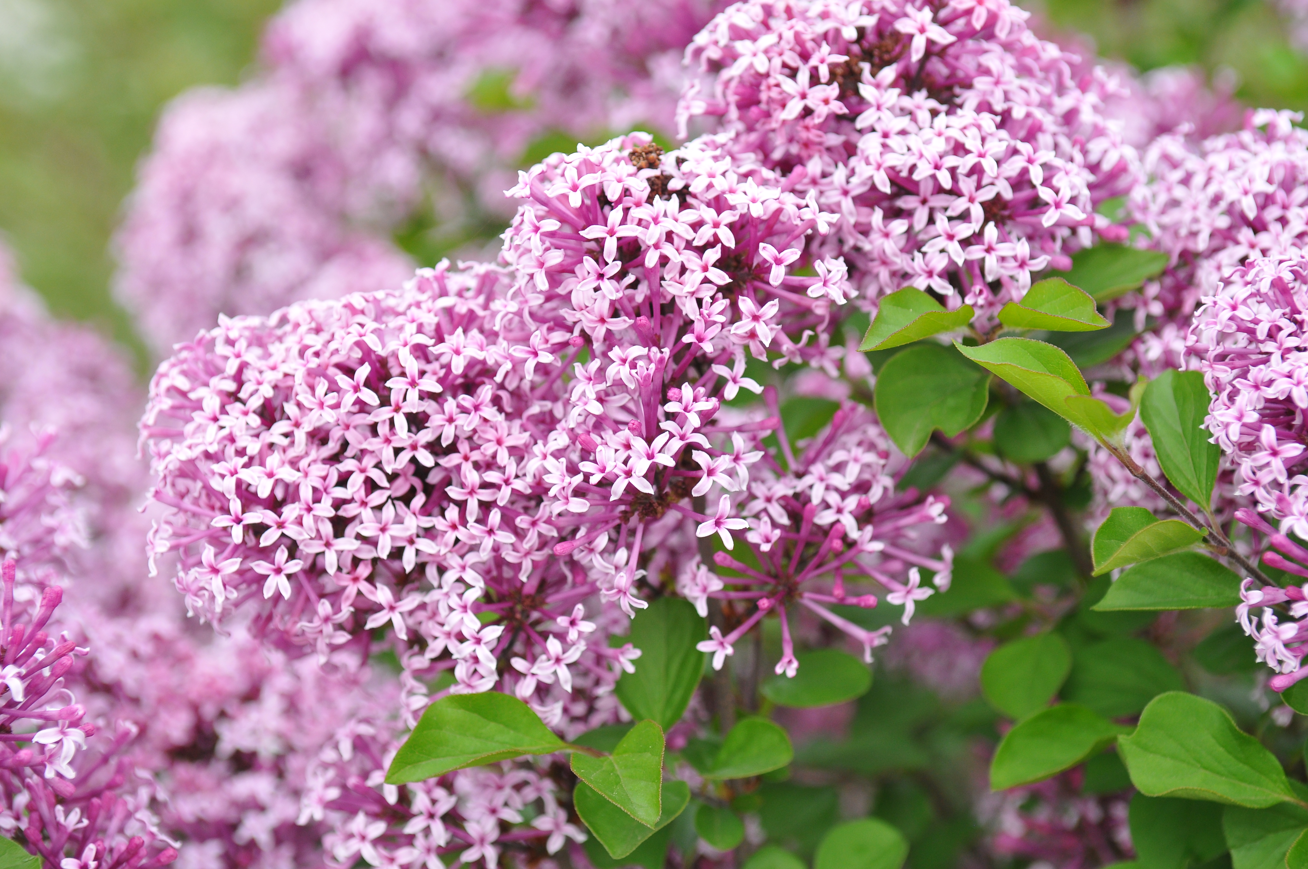 SYRINGA meyeri ´Lillifee´® (´Kojubella´)Ⓢ