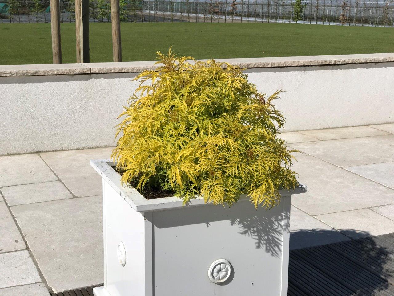 SAMBUCUS-racemosa-Golden-Lace