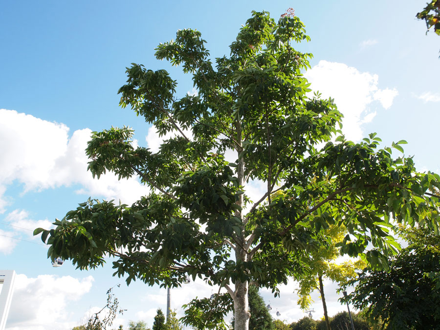 euodia-hupehensis-tetradium-daniellii-varietaet-hupehensis