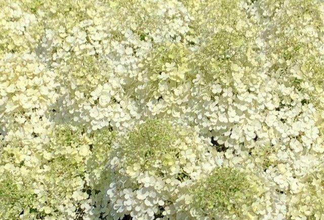 HYDRANGEA-paniculata-Bobo-30bHeMB0PMf1YOo