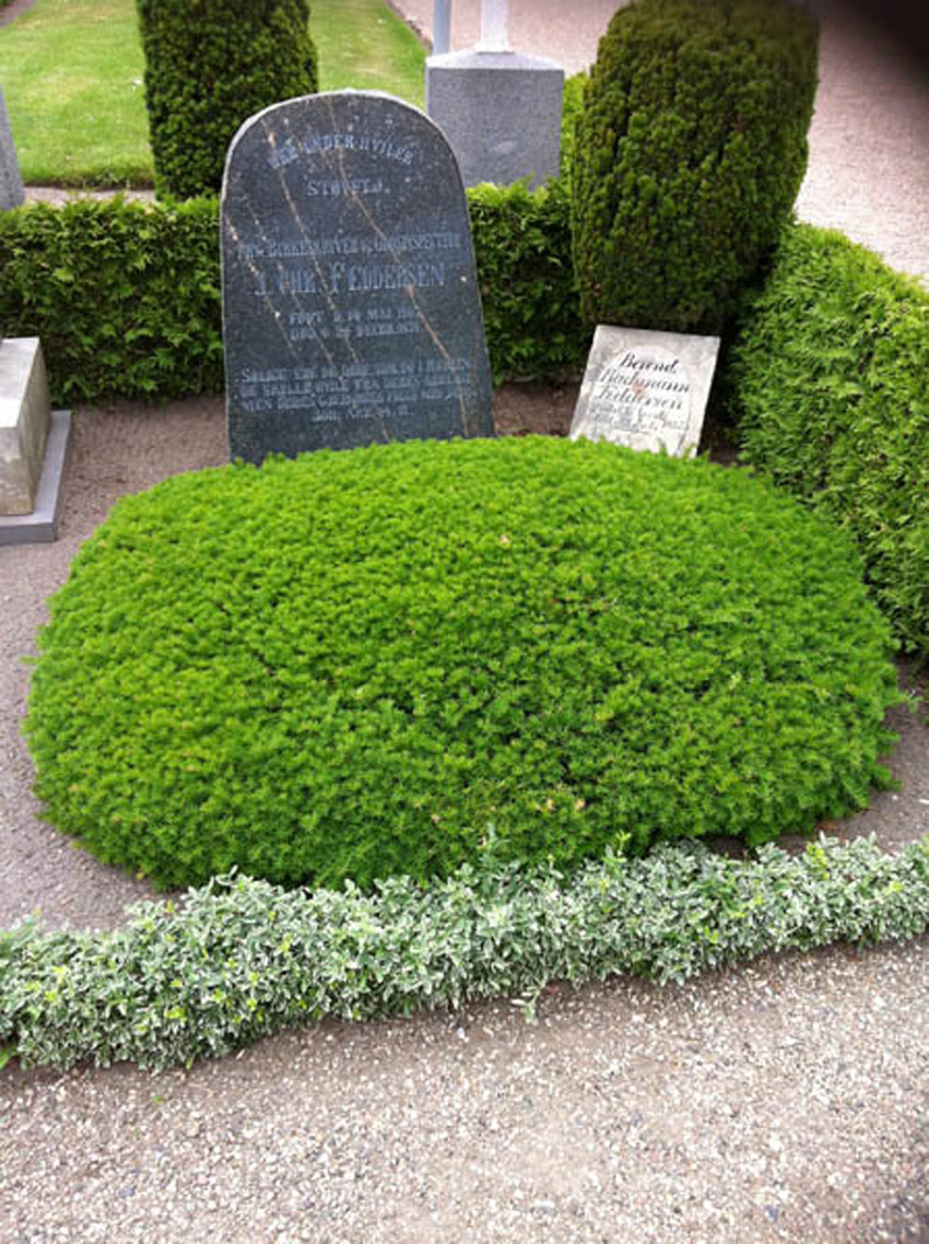 TAXUS cuspidata ´Nana´