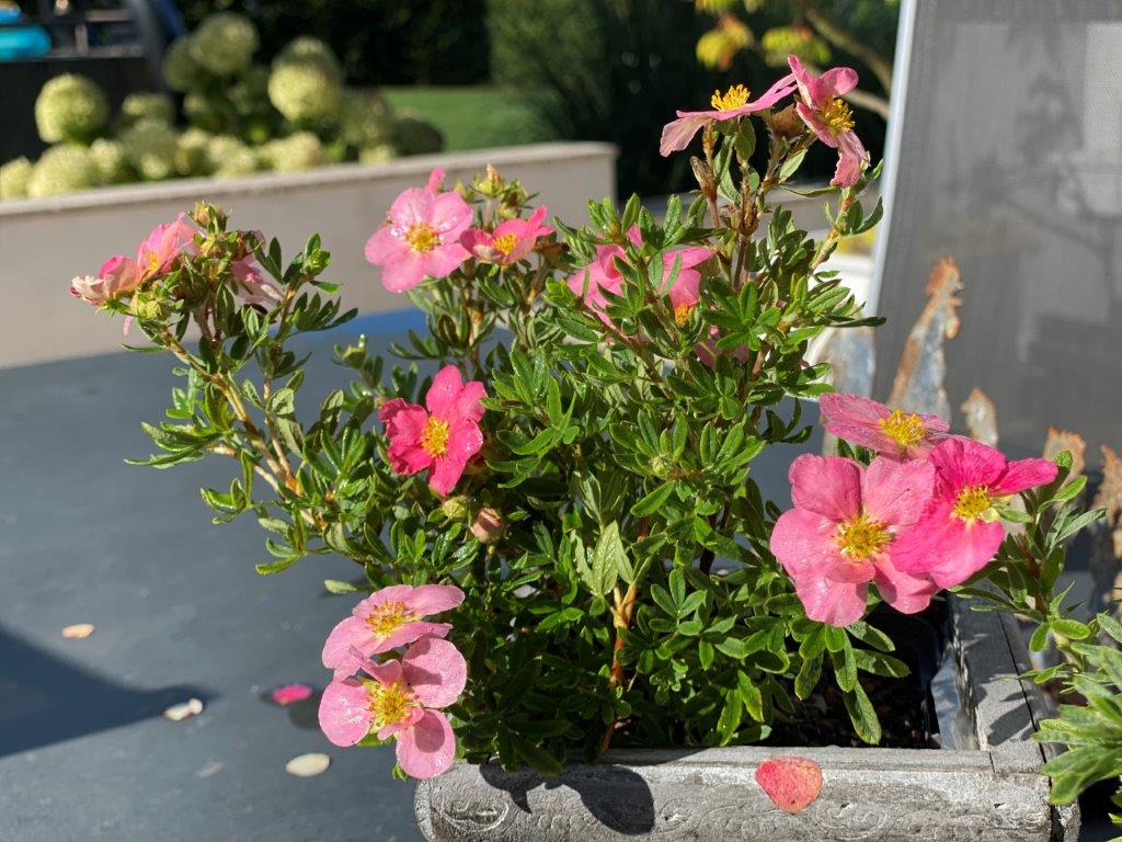 POTENTILLA-fruticosa-Lovley-Pink-18