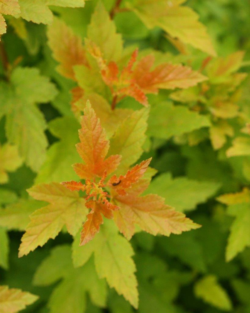 Physocarpus-opulifolius-Tiny-Wine-Gold-7