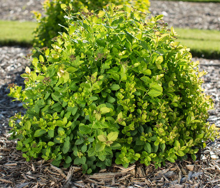 SpireaPinkSparkler08-11364