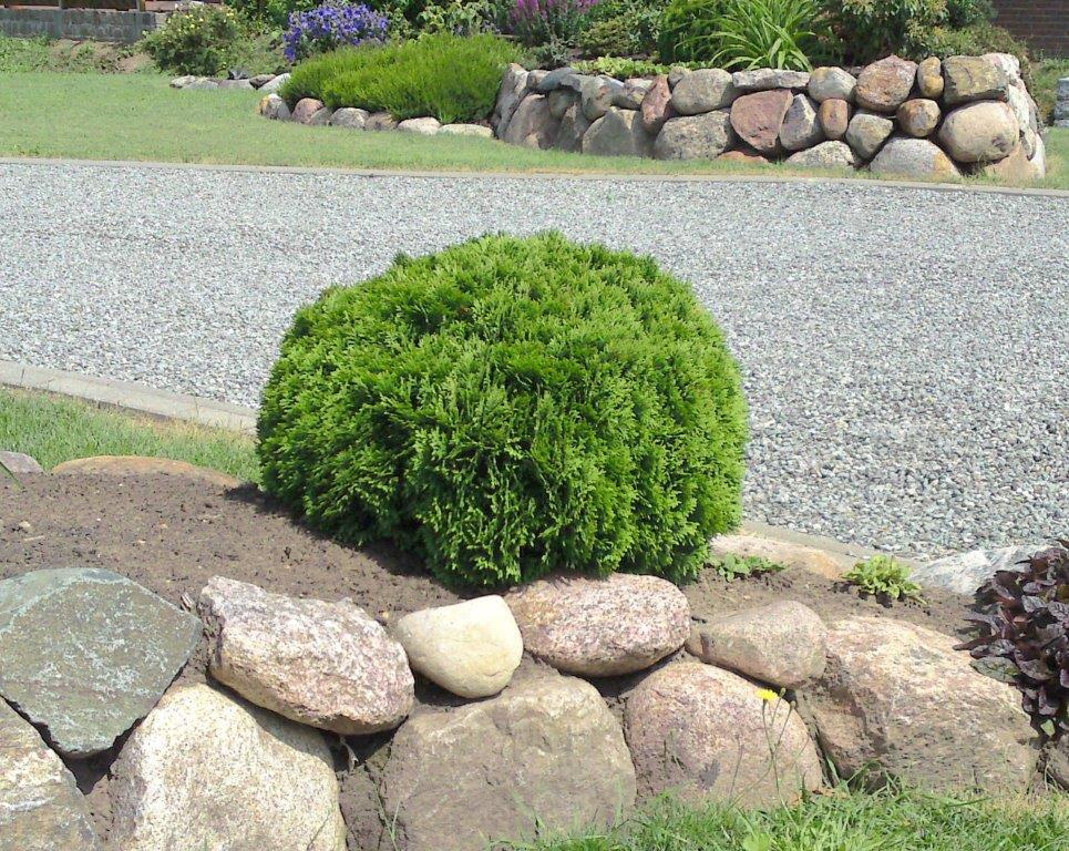 THUJA-occidentalis-Mecki-31