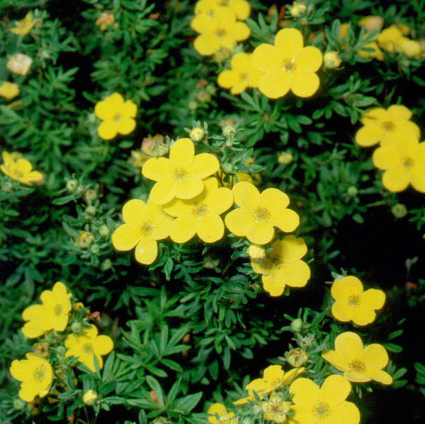 potentilla-fruticosa-goldfinger