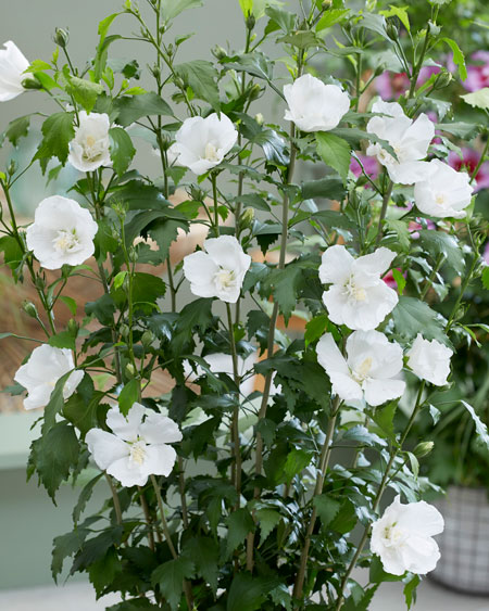 Hibiscus-Flower-Tower-White2