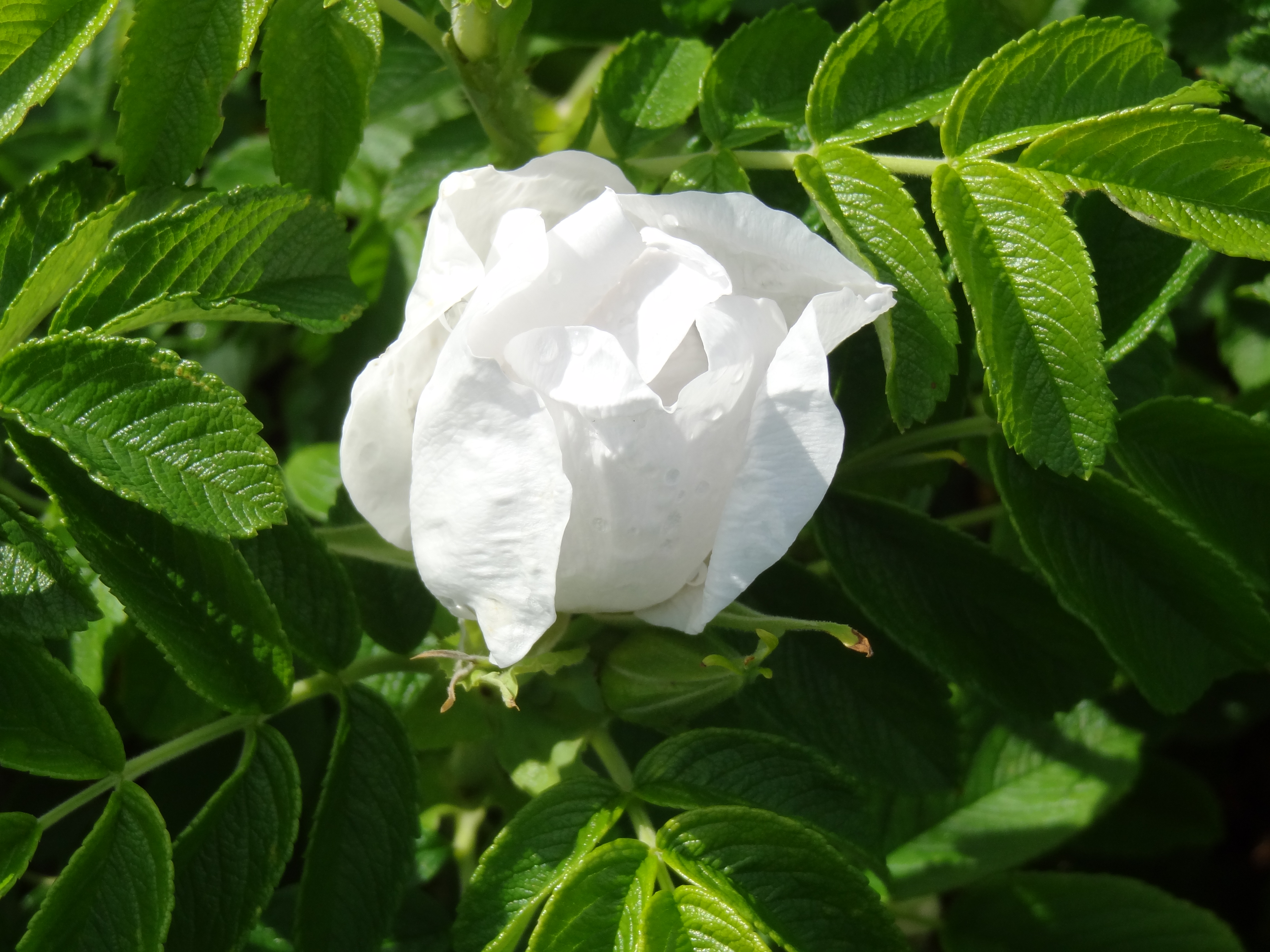 ROSA rugosa ´Alba´