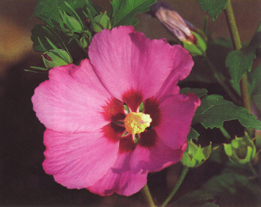 hibiscus-syriacus-pink-gigant-2