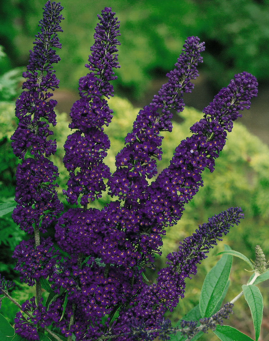 BUDDLEJA davidii ´Black Knight´ BUDDLEJA davidii ´Black Knight´