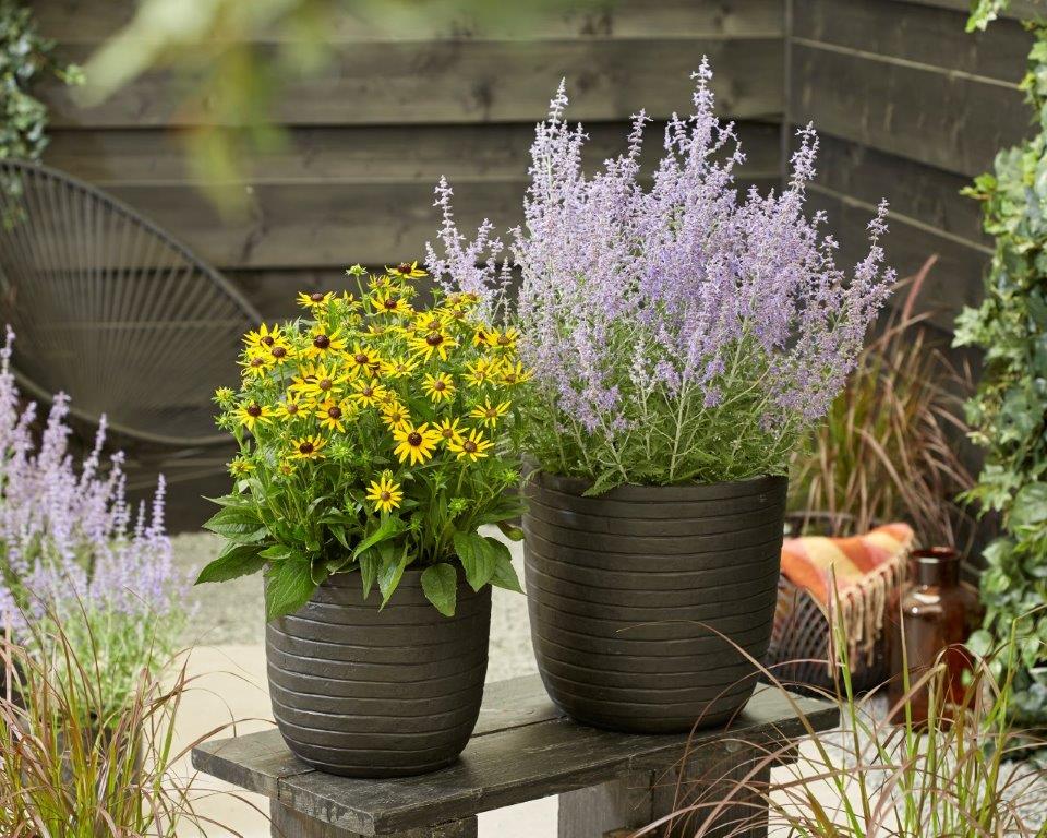 Perovskia-Lacey-Blue-Lisslitt-14