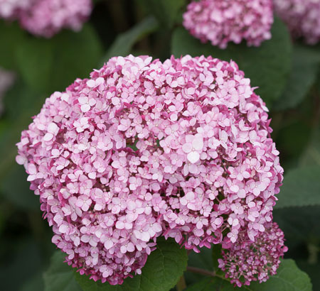 Hydrangea-arboresces-Sweet-Annabelle-incrediball_blush_hydrangea-1-6